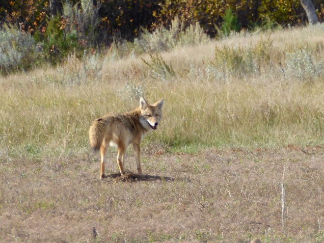 Coyote says to relax