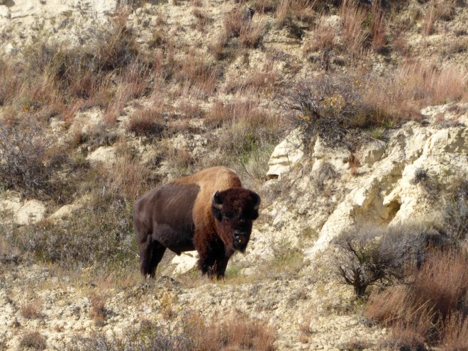 Buffalo watching us admire him