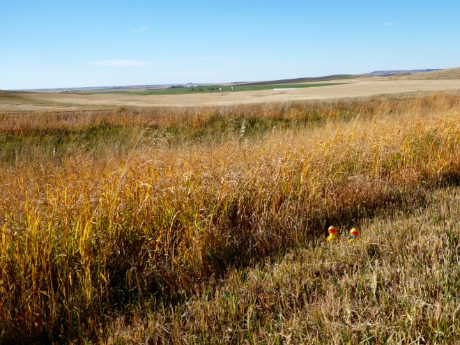 Zeb and Soapy by golden wild grass