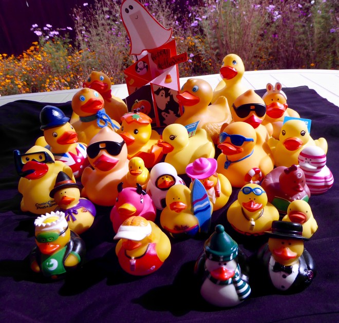 Thanks to all that helped our duck family grow