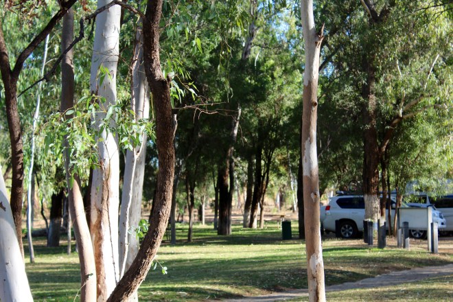 These tree trunks fascinated us.