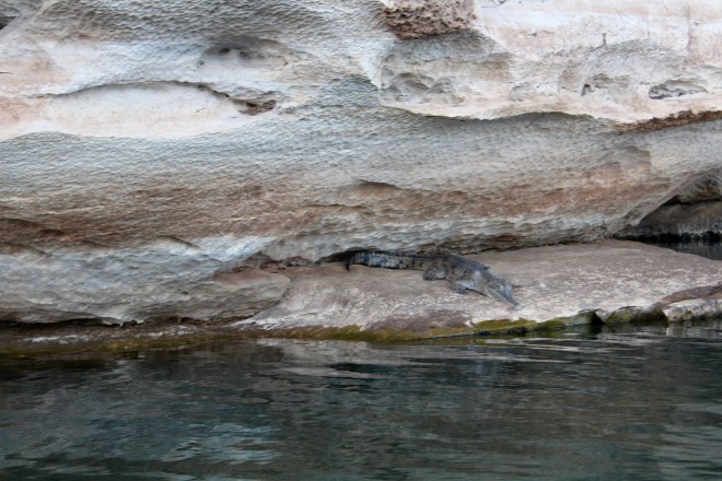 A fresh water crocodile