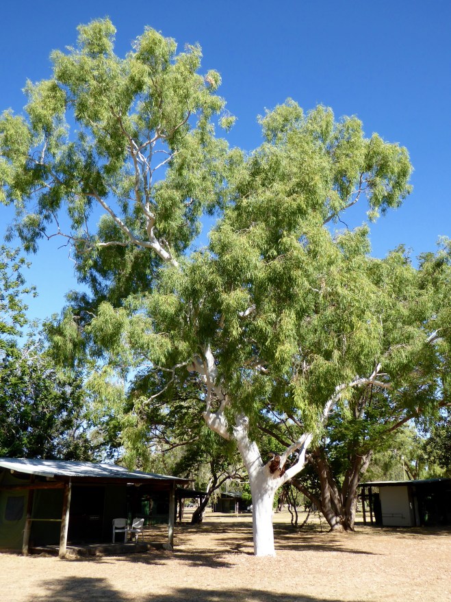Coolibah tree with white branches