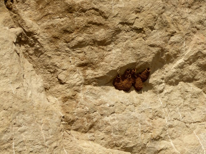Mud nests built by migrating bats and birds