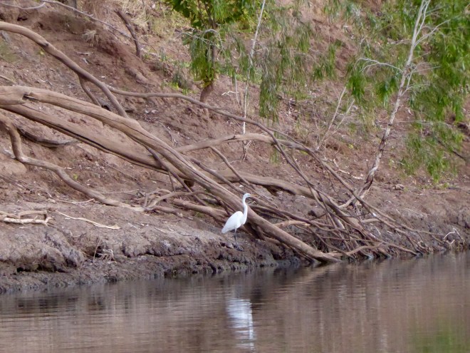 Calm bird on river bank and reflected in river