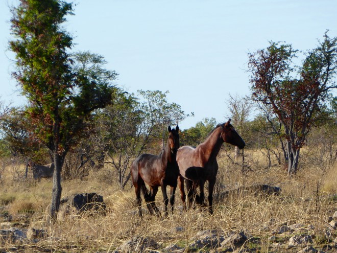 Horses by the ride to Tunnel Creek National Park