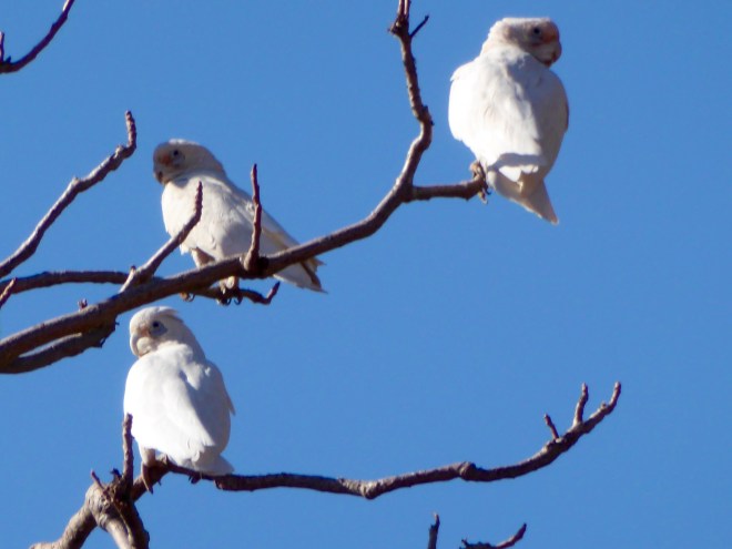 So pretty and so loud