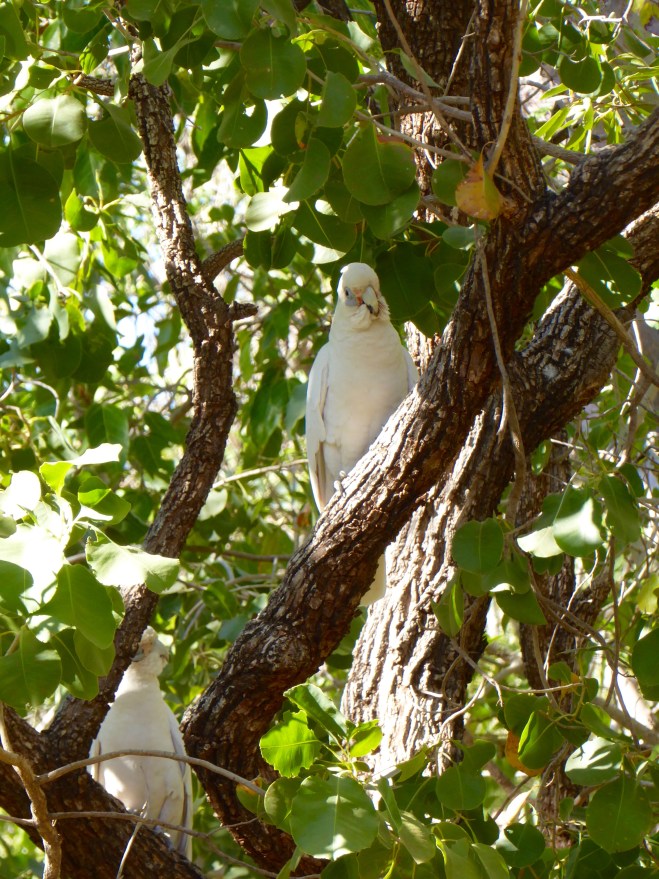 There were several corellas in the trees