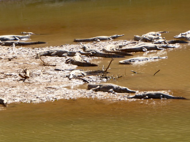 So many fresh water crocodiles