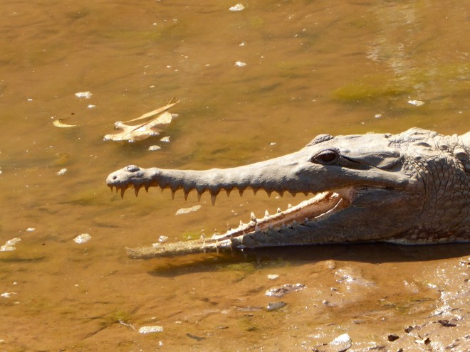 So many teeth. Mom, did you really have us close to HIM???