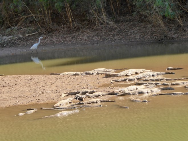 So many crocodiles