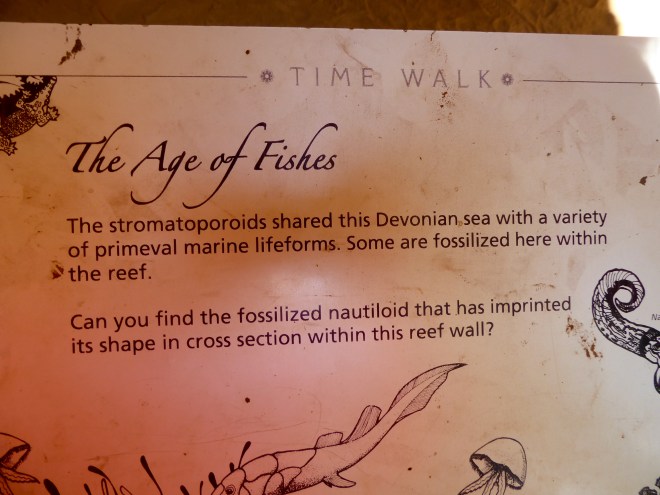 Why fish fossils in the walls