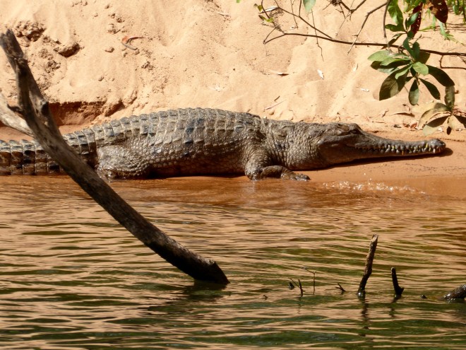 Big crocodile. They SAY fresh water crocodiles will not bother us. But stay clear!!