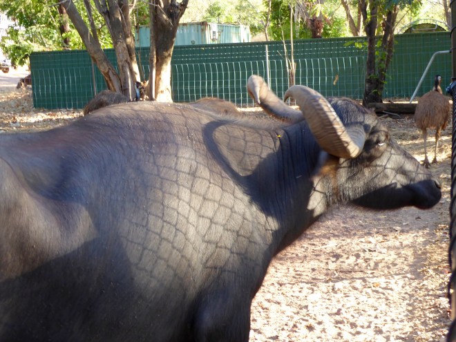 Native Australian Buffalo