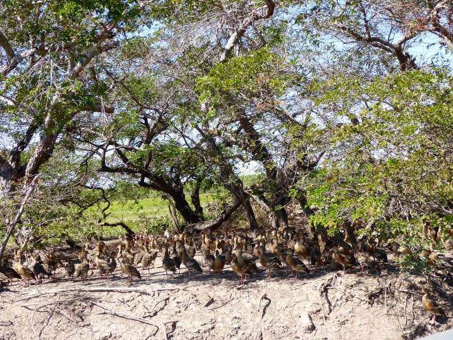 So many ducks along the river bank