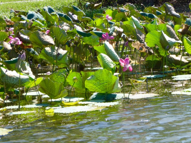 We like lily pads and bright flowers