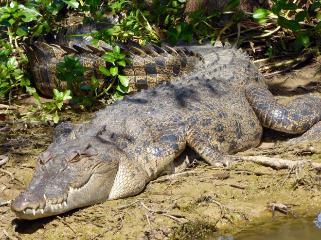 A really big crocodile at Kakadu