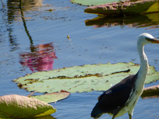 Bird seems to want a snack