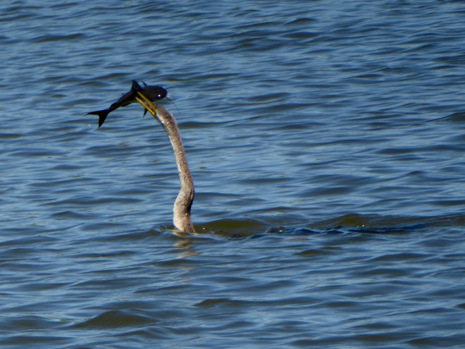 Now, how to eat this fish