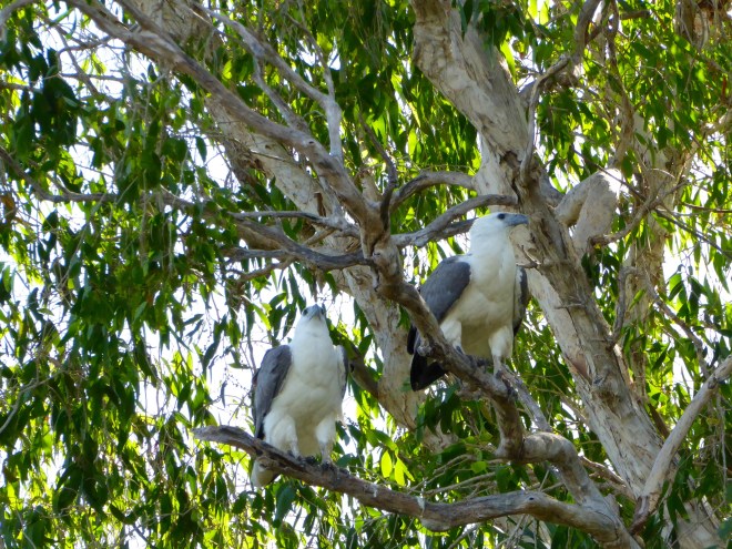 The beaks match the wings