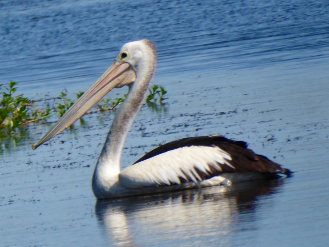 Always admire pelicans