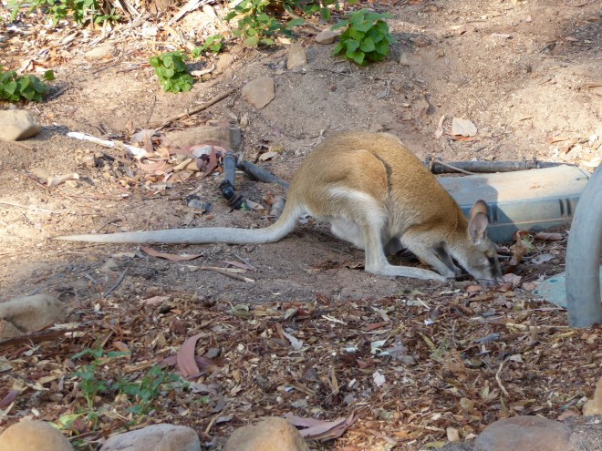Wallaby at Nitmiluk National Park