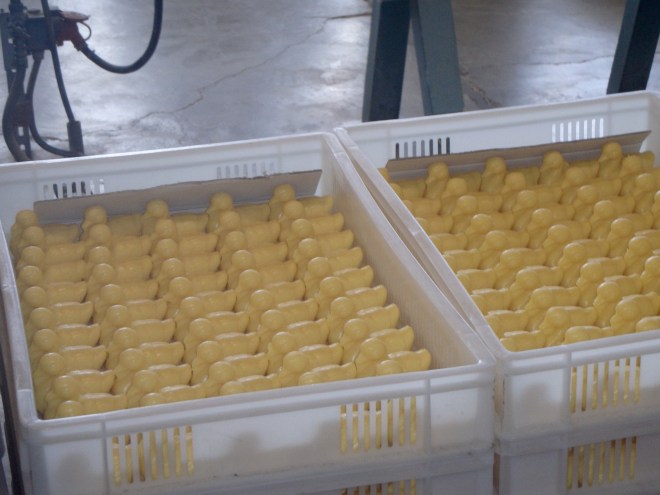 Always good to see so many ducky friends