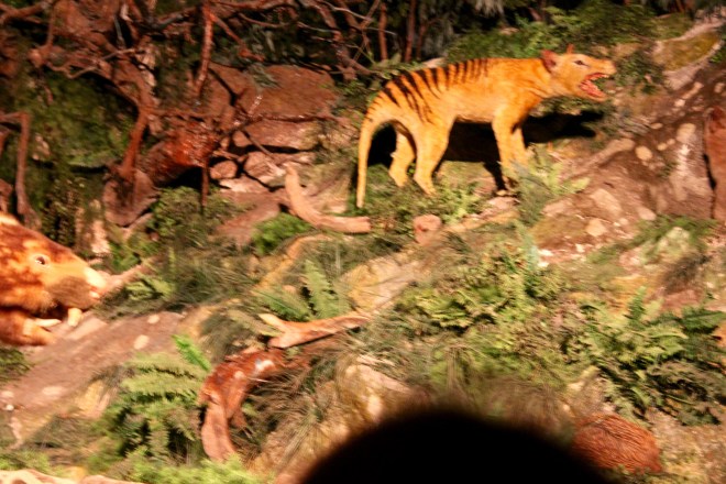 Tasmanian Tiger--extinct