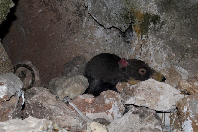 Display in Wonambi Fossil Center 