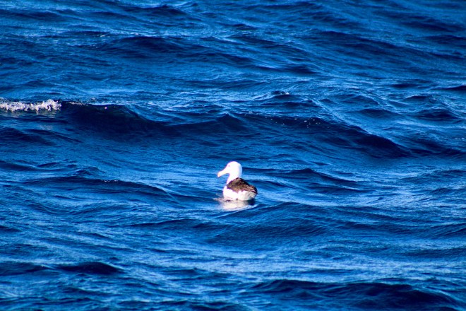 An albatross 