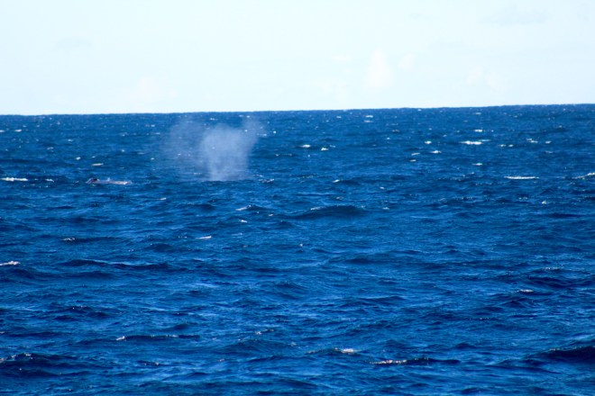 Humpback whales here 6