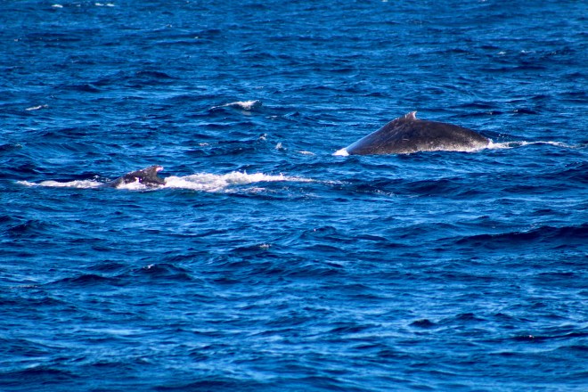 Humpback whales 4