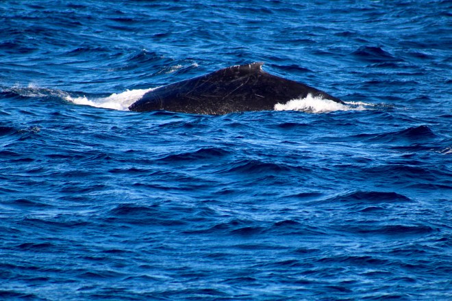 Humpback whale 2