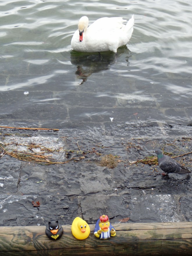 Swan on Lake Lucerne