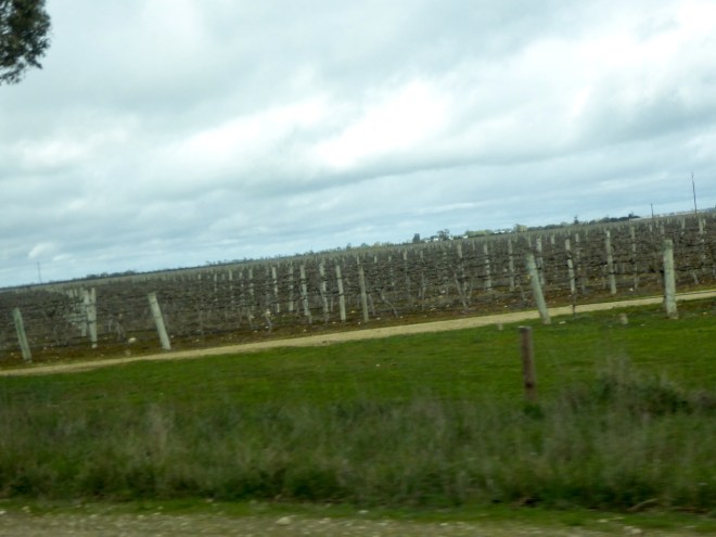 Vineyards