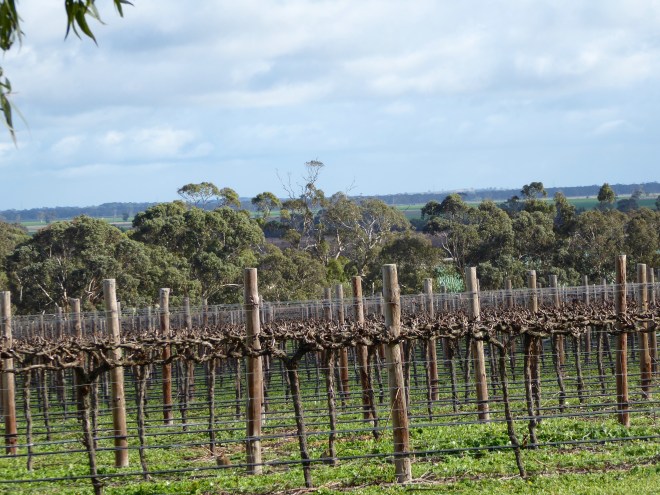 Growing grapes at the vineyard