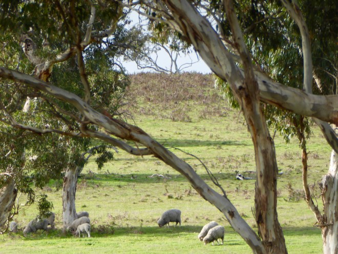 Raising sheep at the vineyard