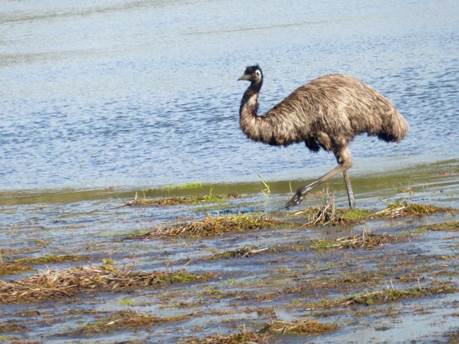 First emu sighting after crossing into the state of Victoria