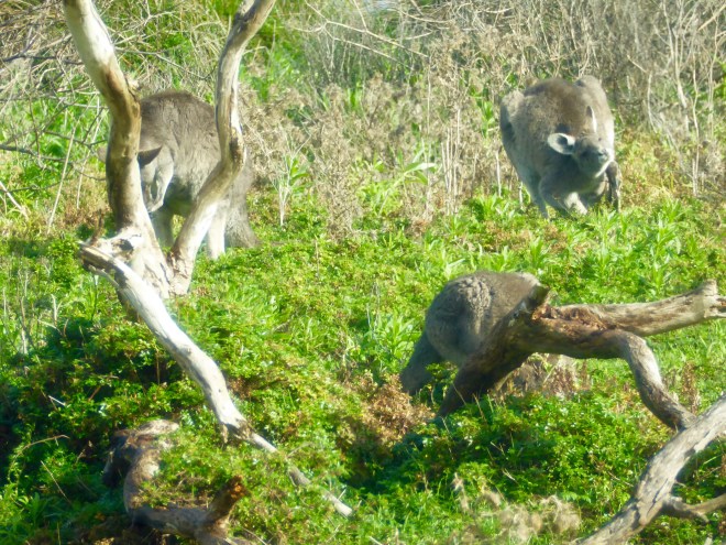 Kangaroos