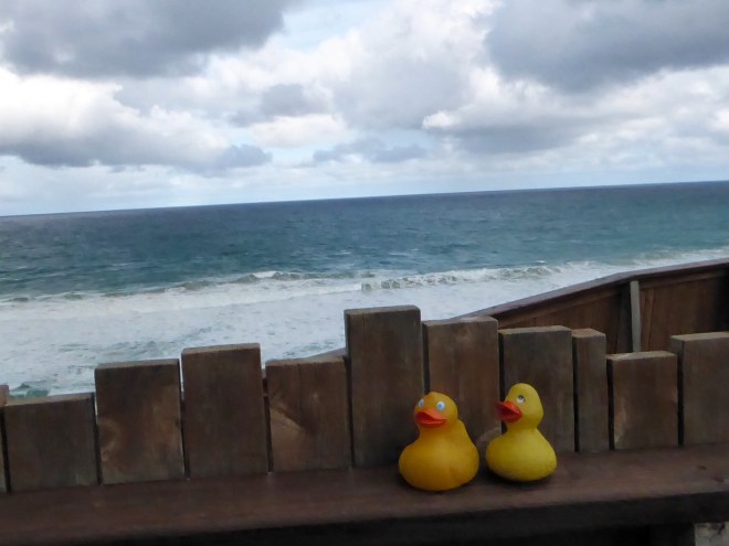 Southern Right Whale and baby swimming far in distance
