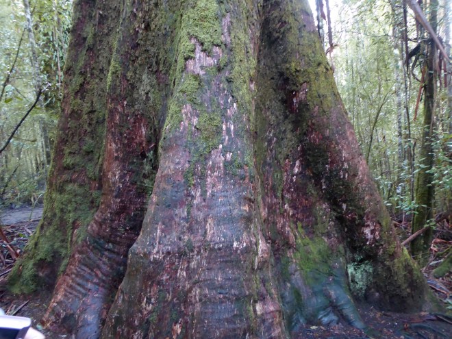 Huge tree trunk
