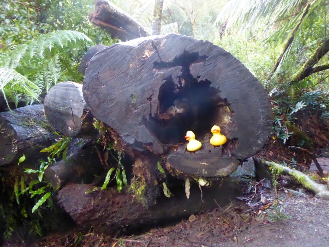 Inside the tree trunk 