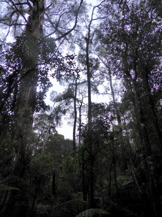 Otway Temperate Rainforest