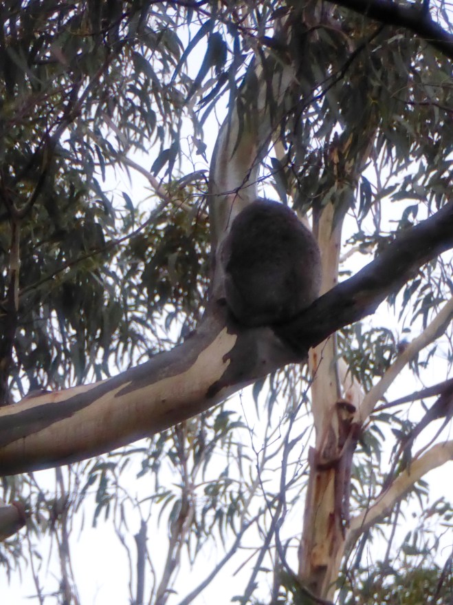 Koala. This is not his face