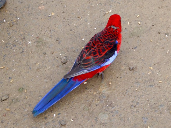 Crimson Rosella also having a snack