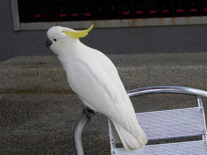 Sulphur Crested Cockatoos are plentiful. Considered exotic birds in US and farmers pest here.