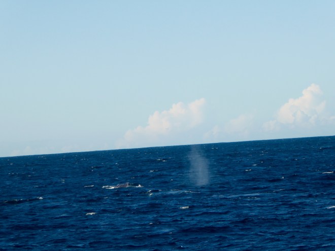 Shooting water is from a whale 15