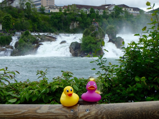 Ms. Ducky and friend at Rhine Falls