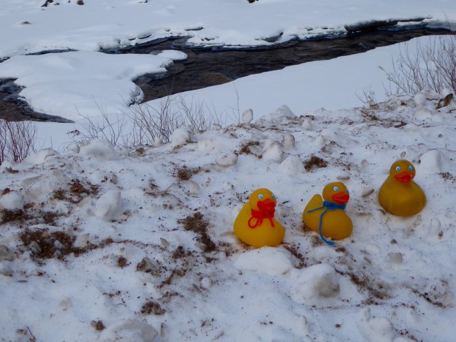 JB Duck, Soapy Smith Duck and Zeb the Duck in the snow by the river