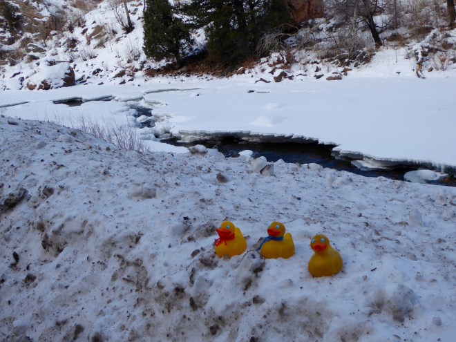 JB Duck, Soapy Smith Duck and Zeb the Duck by the Poudre River